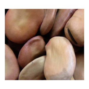 Pattu Broad Beans Pattu Broad Beans