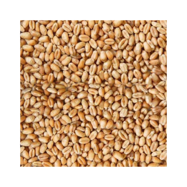 Wheat