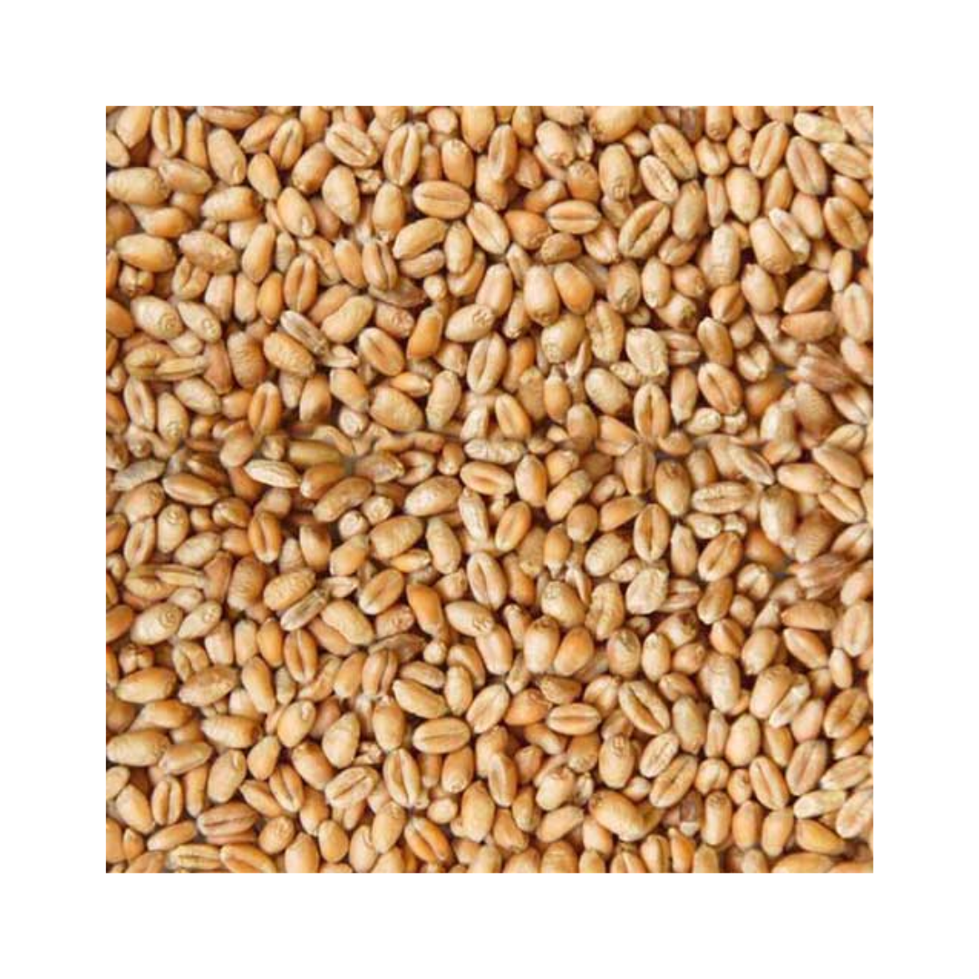 Wheat